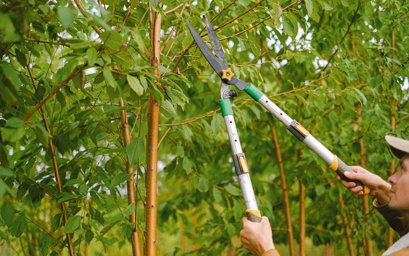 Tree trimming in Grand Junction, TN